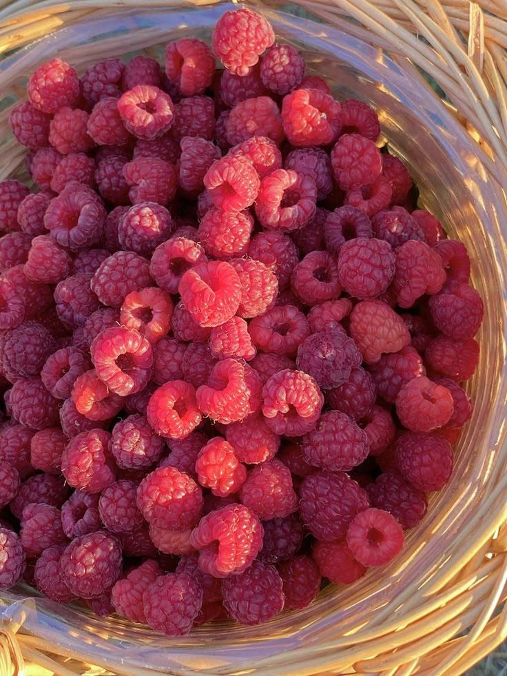 Rural Harvest: Luscious Berries from Country Fields
