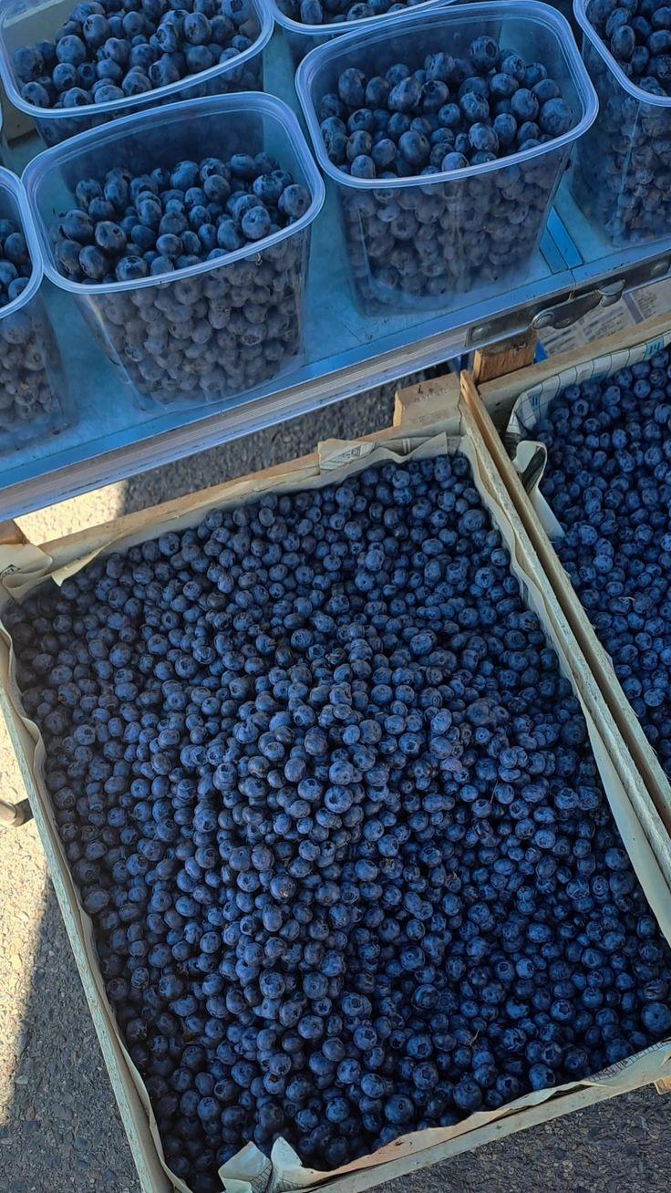 Berry Bounty: Freshness Handpicked by Farmers